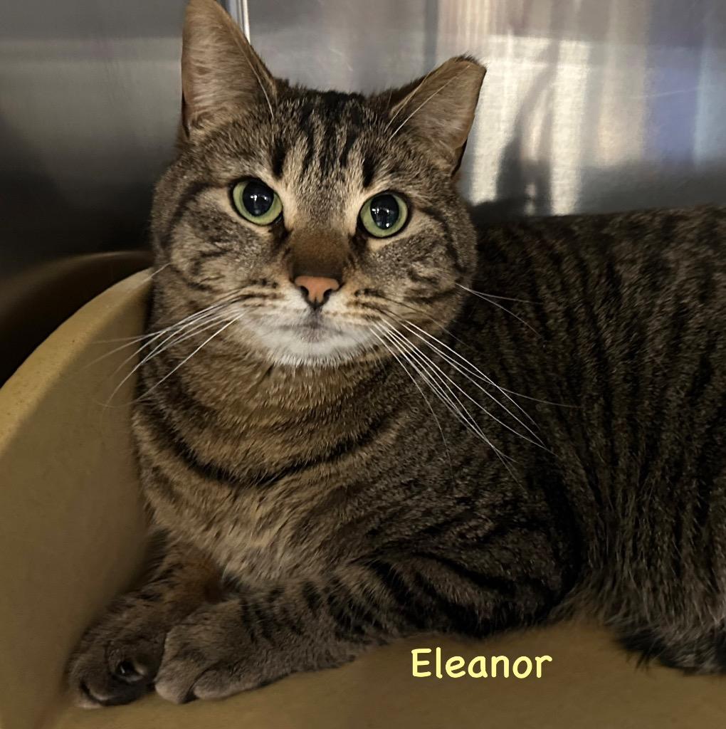 Enlarge Eleanor, a Adoptable mixed breed in Ewing, NJ image 2/2