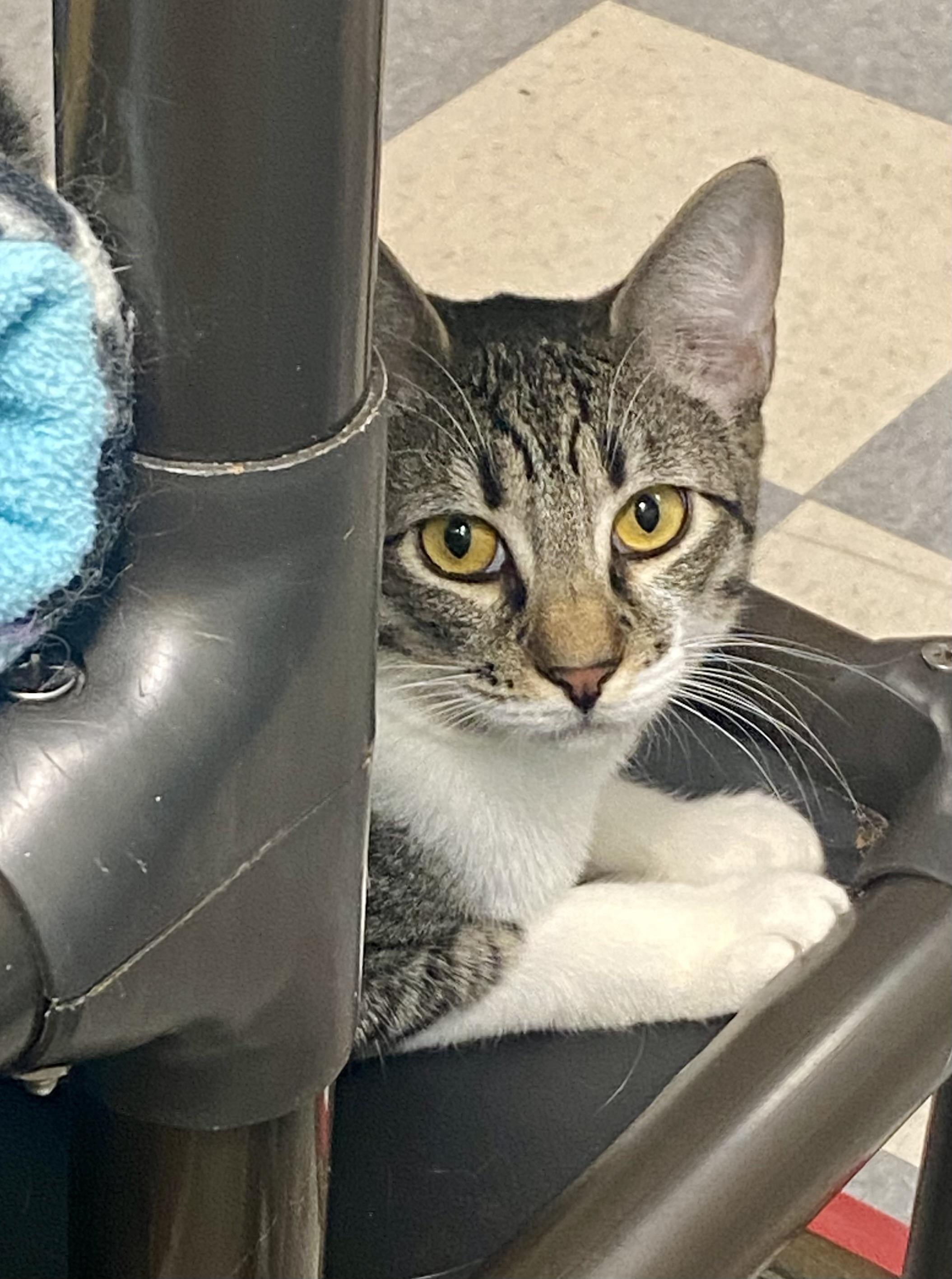 Edward - adopt with Hilary