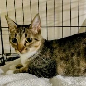 Enlarge Edward and Hilary are so sweet!, a Adoptable mixed breed in Bothell, WA image 1/4