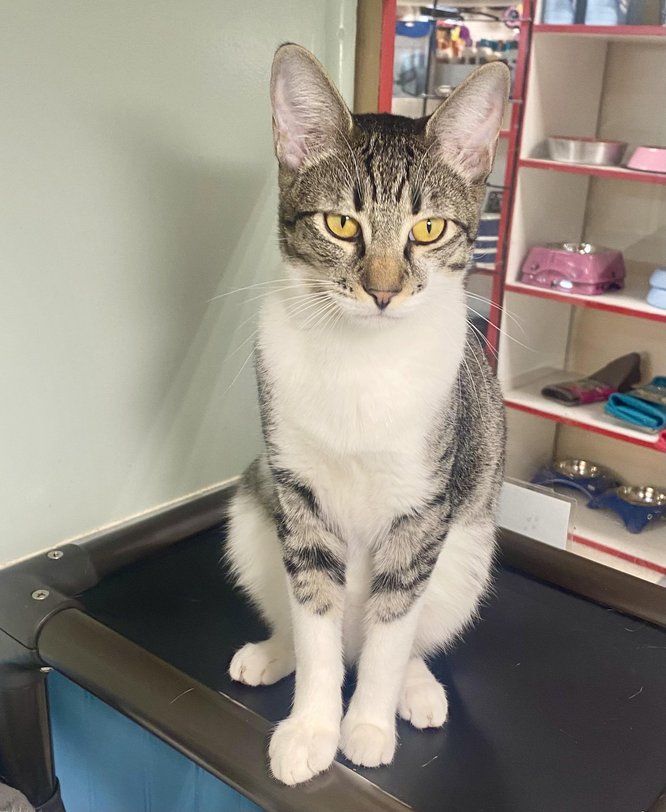 Enlarge Edward and Hilary are so sweet!, a Adoptable mixed breed in Bothell, WA image 3/4