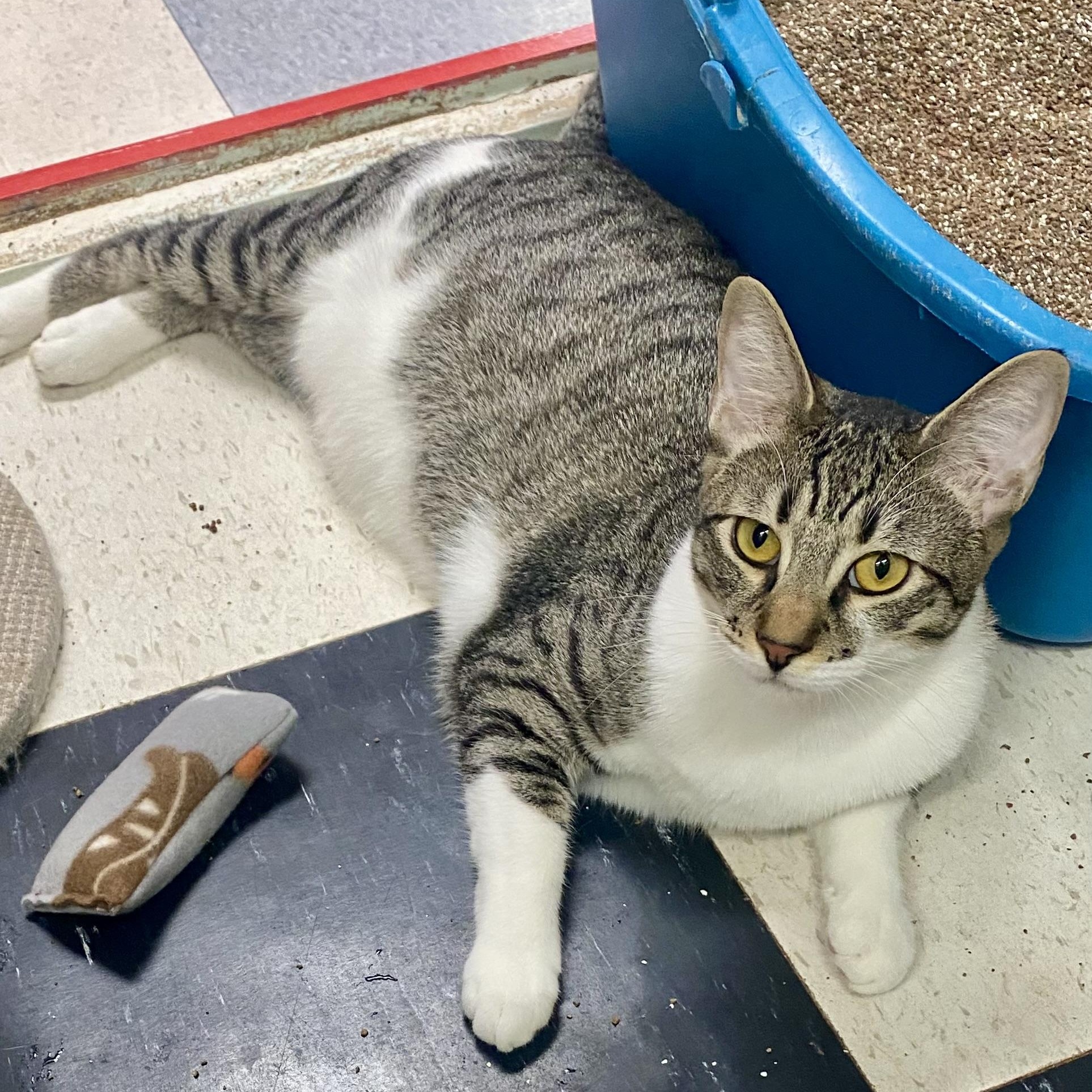 Enlarge Edward and Hilary are so sweet!, a Adoptable mixed breed in Bothell, WA image 2/4