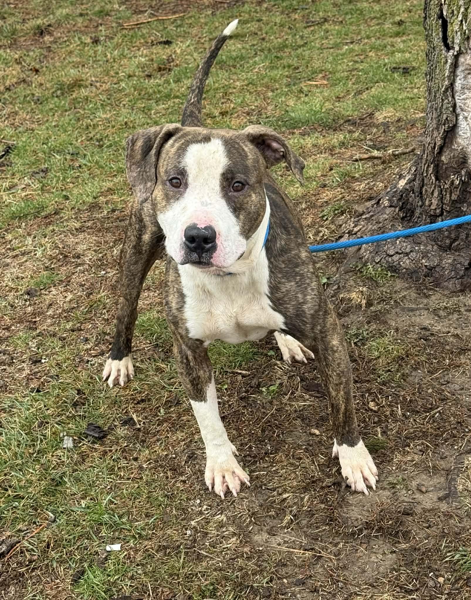 Enlarge Simba, a ADOPTABLE mixed breed in Springfield, IL image 2/2