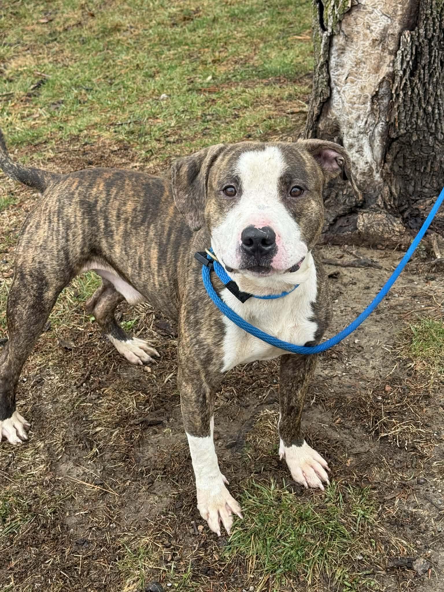 Simba, ADOPTABLE, Adult Male Pit Bull Terrier.