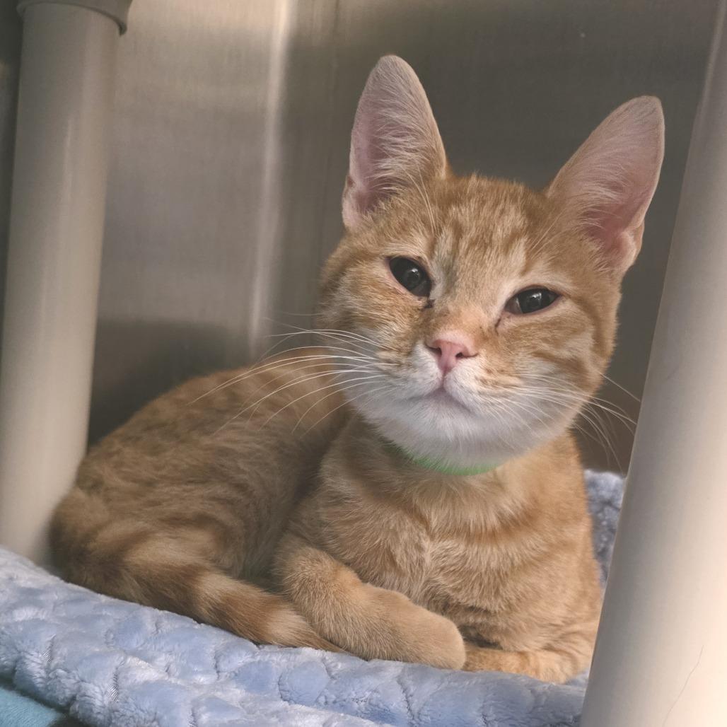 Butters, Adoptable, Young Male Domestic Short Hair.