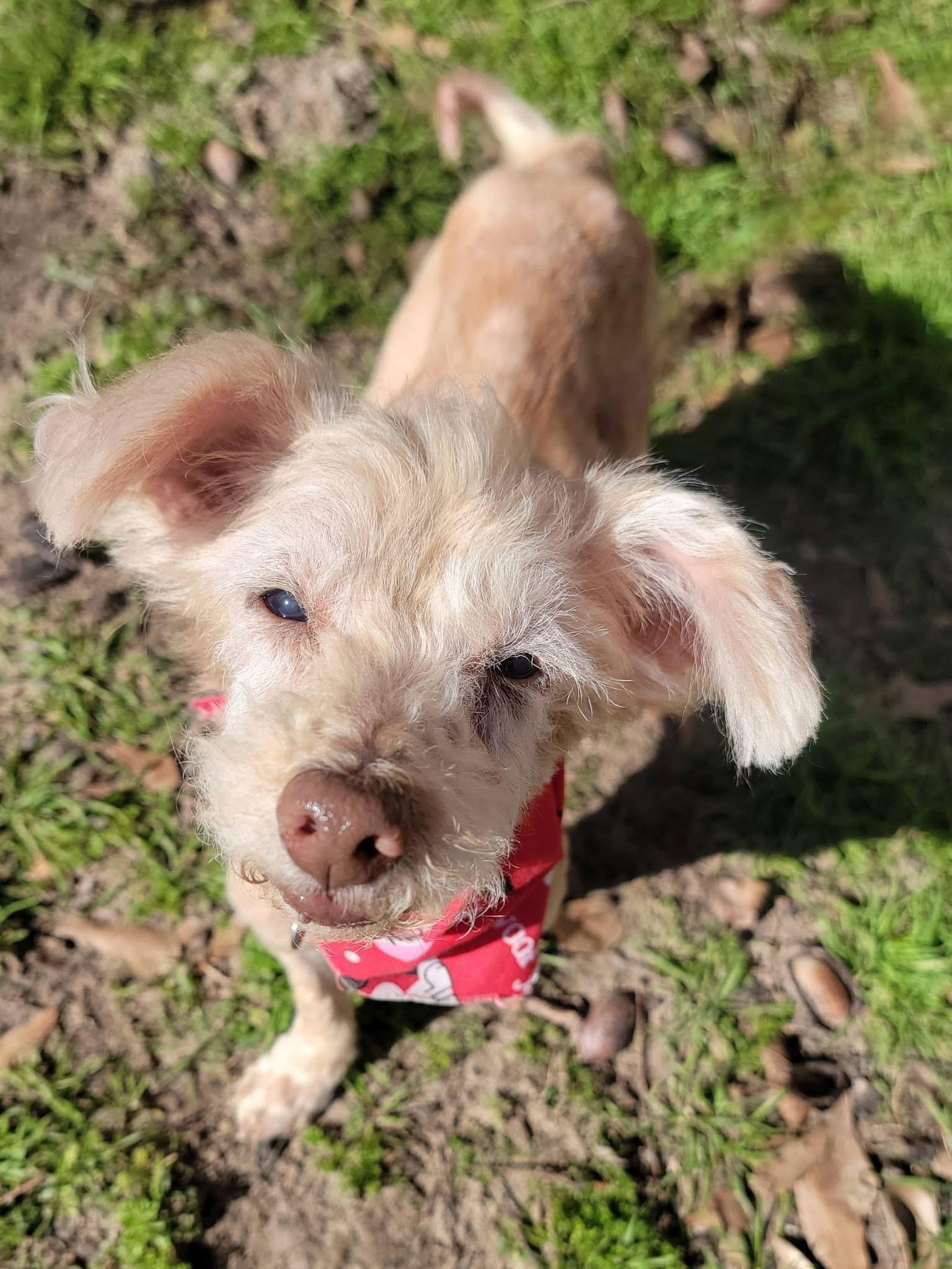 Enlarge Benjamin Button , a ADOPTABLE mixed breed in Mendham, NJ image 2/4