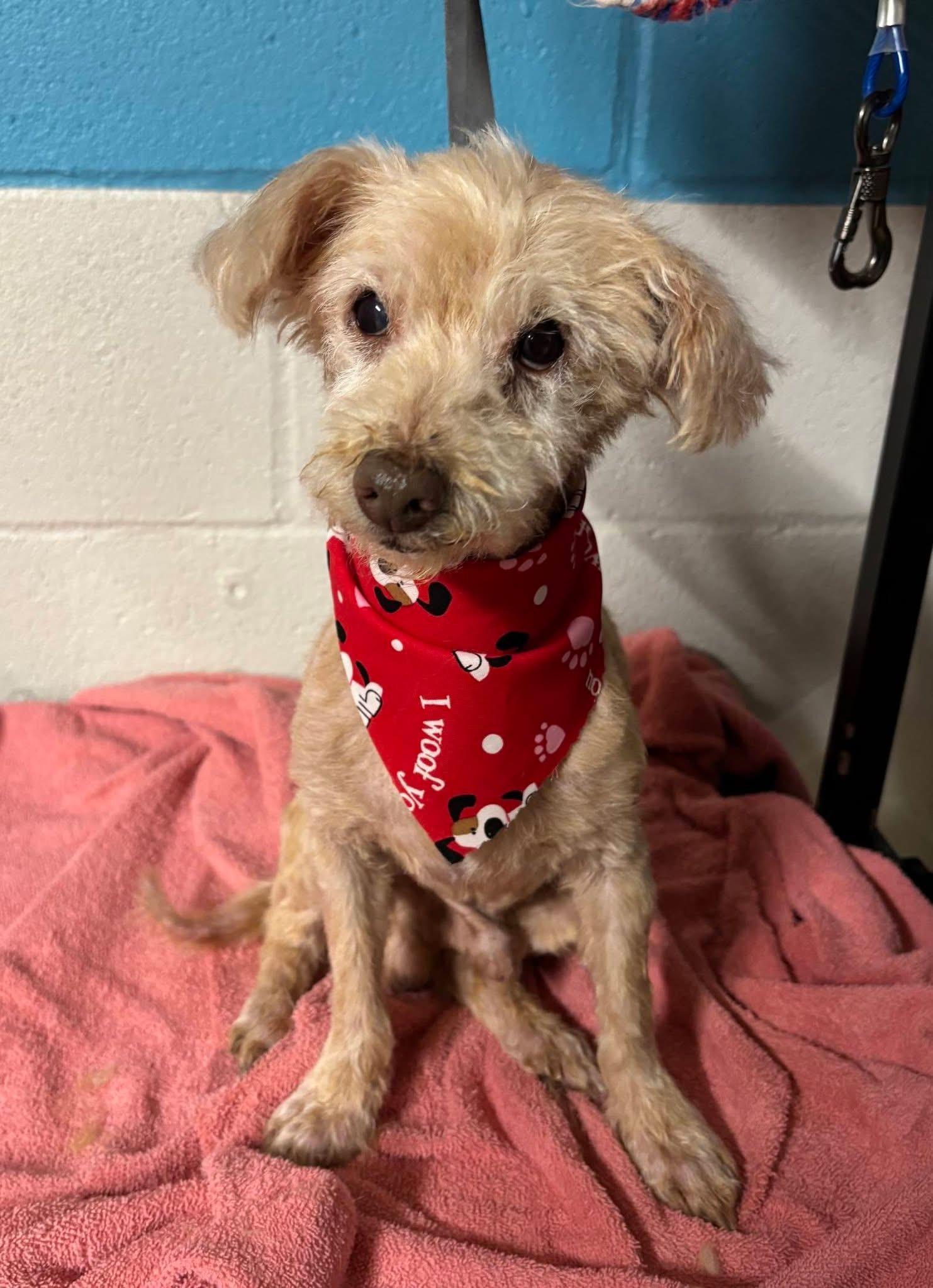 Enlarge Benjamin Button , a ADOPTABLE mixed breed in Mendham, NJ image 3/4