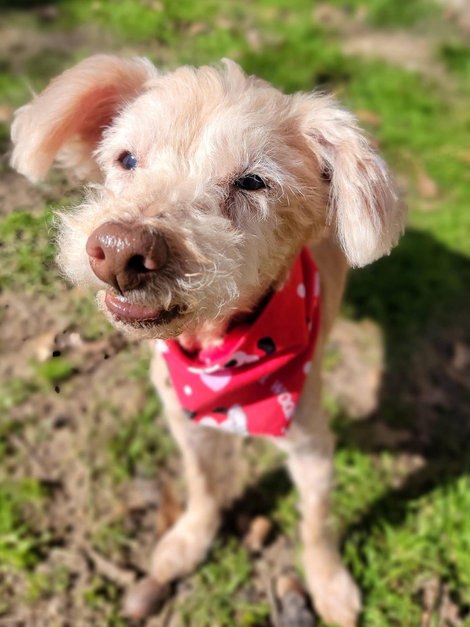 Enlarge Benjamin Button , a ADOPTABLE mixed breed in Mendham, NJ image 4/4