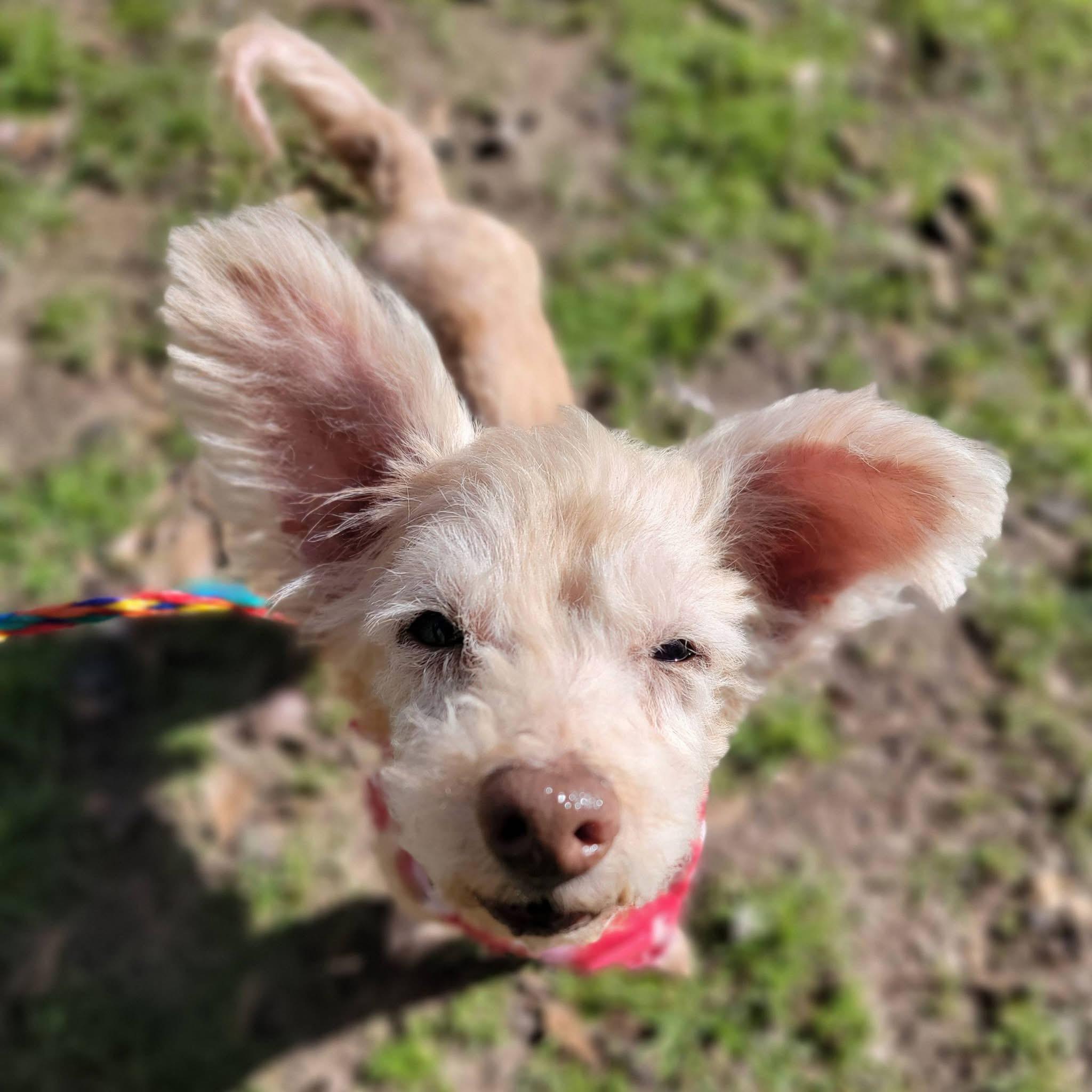 Benjamin Button , ADOPTABLE, Senior Male Mixed Breed.