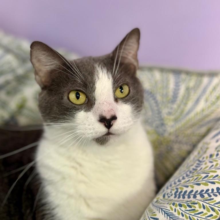 Enlarge Dollop, a Adoptable Domestic Short Hair in Fort Lauderdale, FL image 1/6