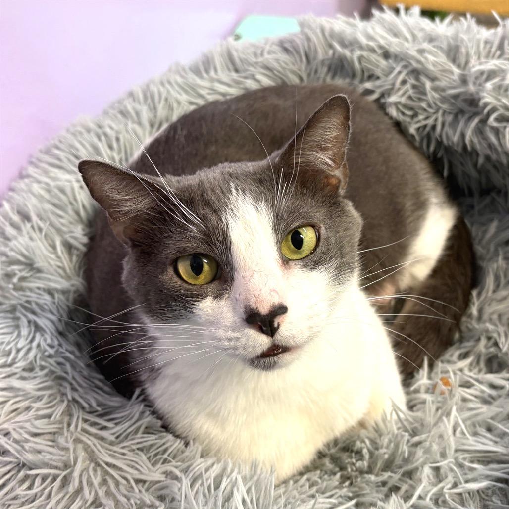 Enlarge Dollop, a Adoptable Domestic Short Hair in Fort Lauderdale, FL image 2/6
