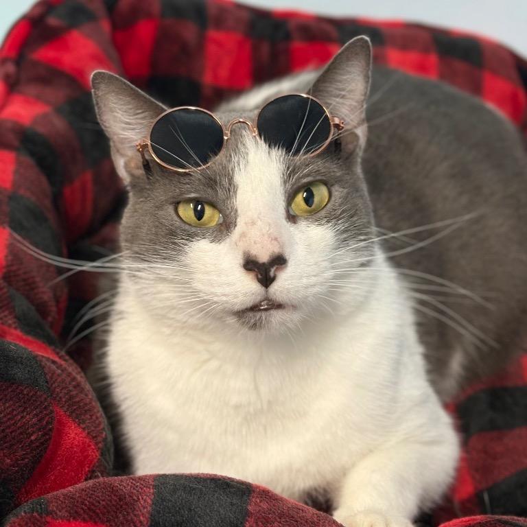 Enlarge Dollop, a Adoptable Domestic Short Hair in Fort Lauderdale, FL image 3/6