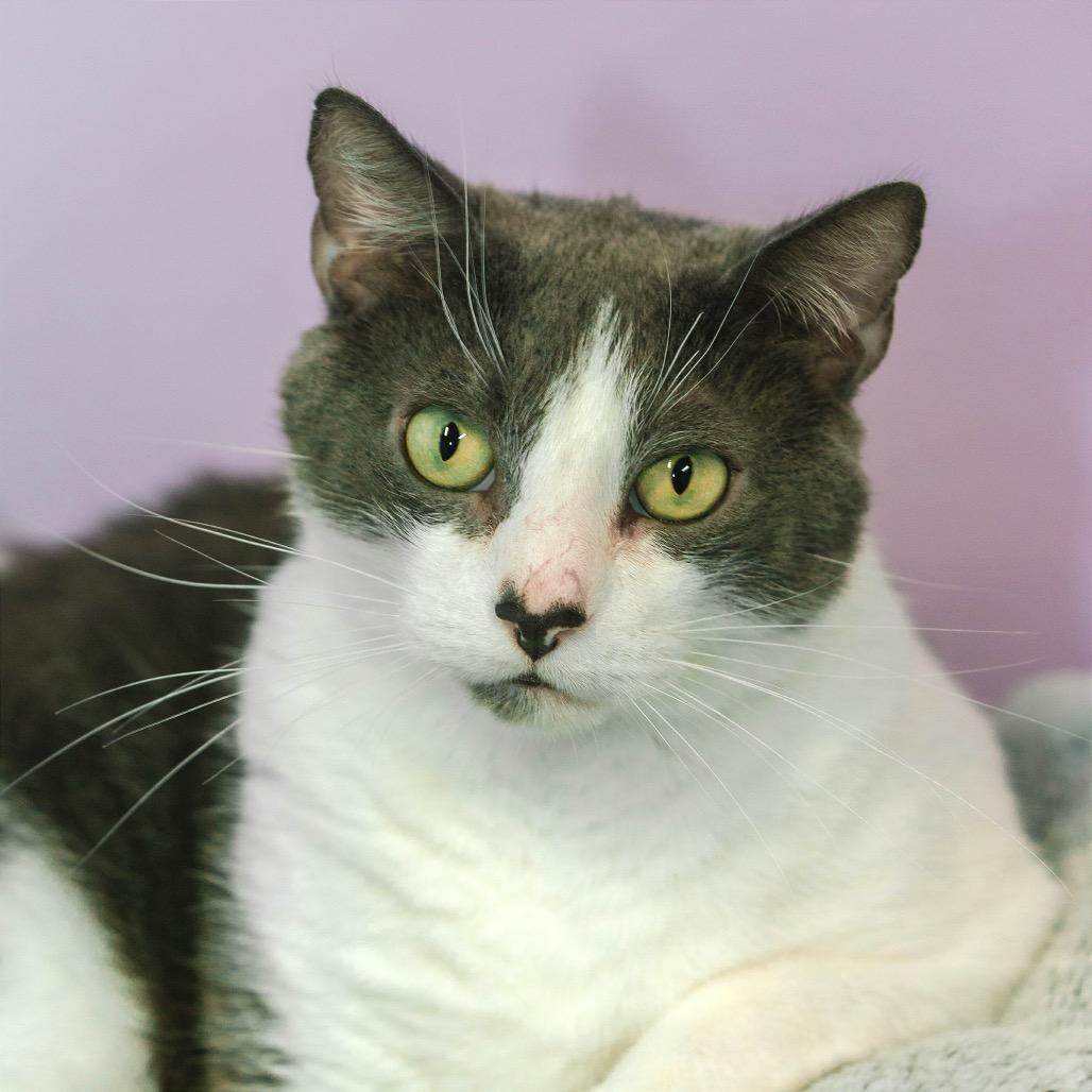 Enlarge Dollop, a Adoptable Domestic Short Hair in Fort Lauderdale, FL image 4/6