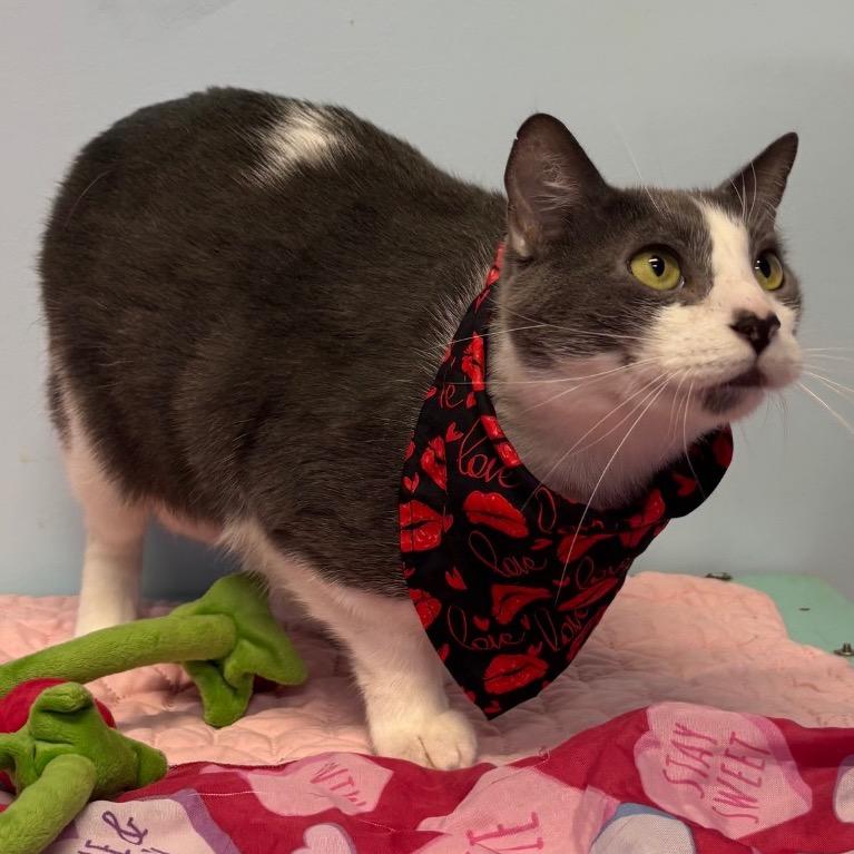 Enlarge Dollop, a Adoptable Domestic Short Hair in Fort Lauderdale, FL image 5/6