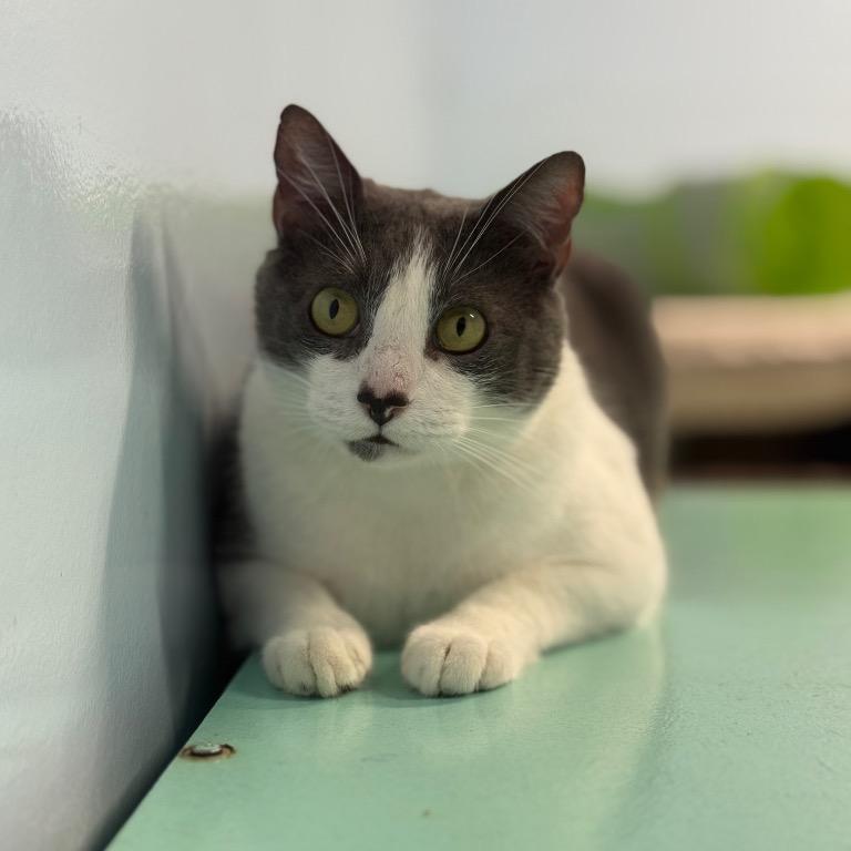 Enlarge Dollop, a Adoptable Domestic Short Hair in Fort Lauderdale, FL image 6/6