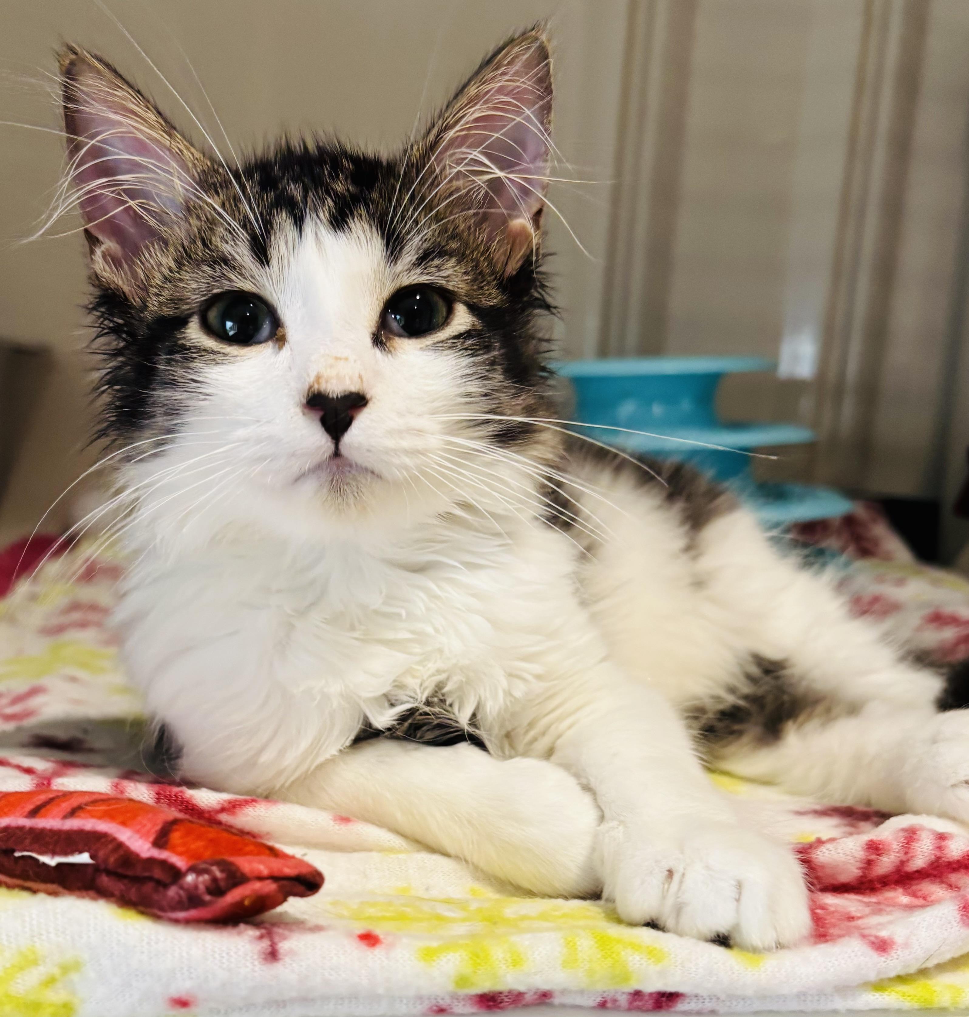 Heart, adopted, Kitten Male Domestic Short Hair.