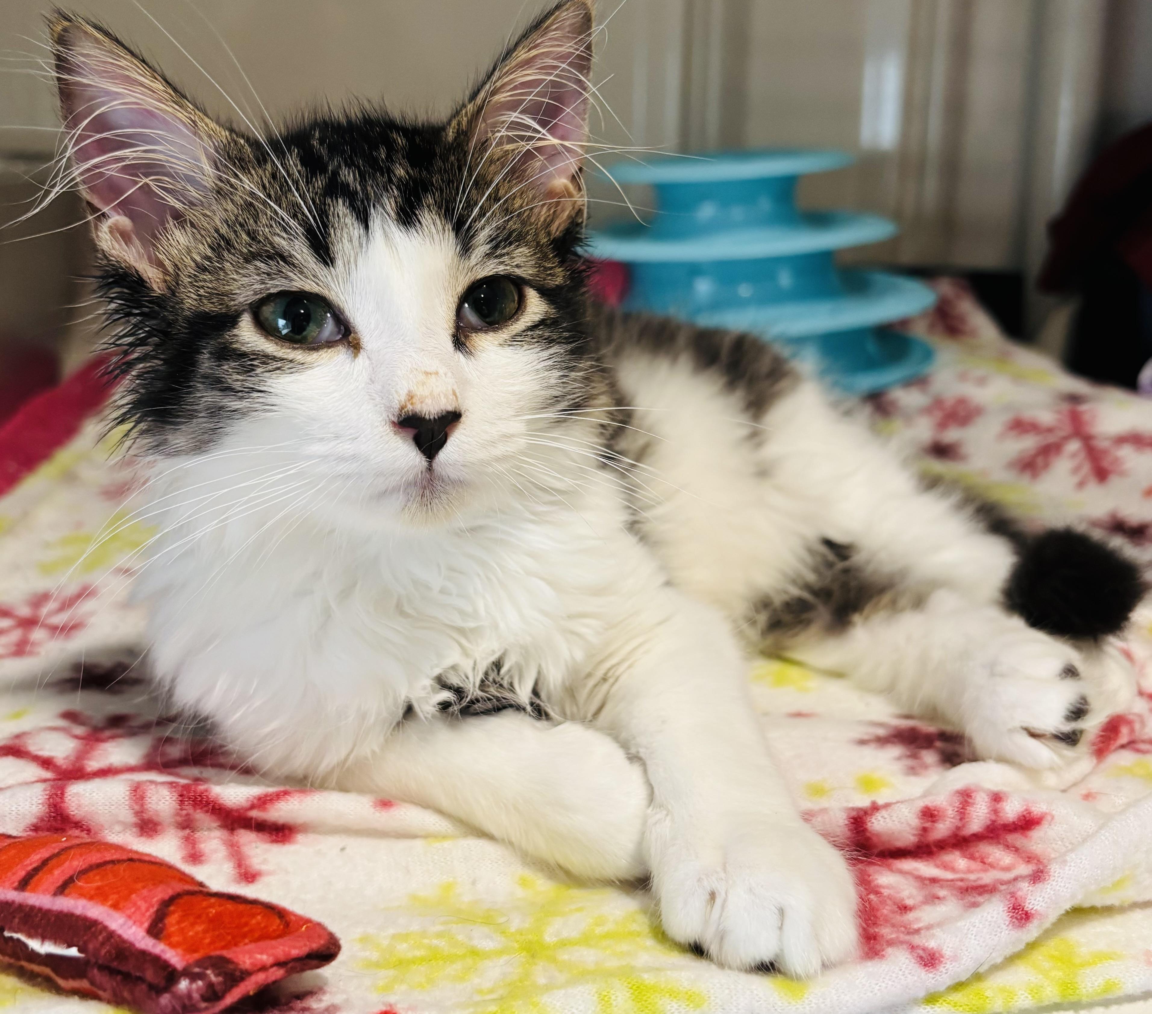 Heart, an adopted Domestic Short Hair in Rochester, NY image 3/4