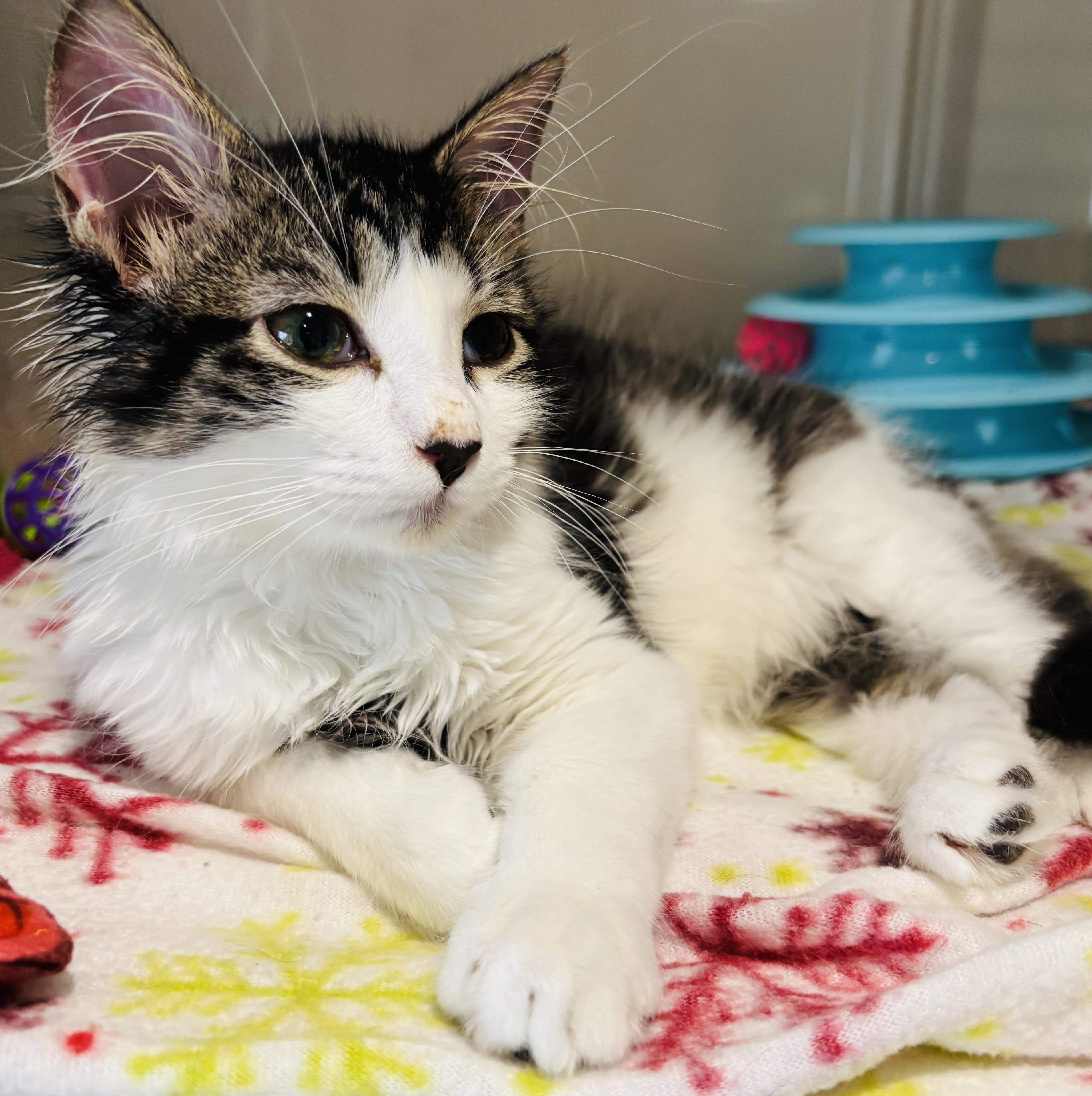 Heart, an adopted Domestic Short Hair in Rochester, NY image 4/4