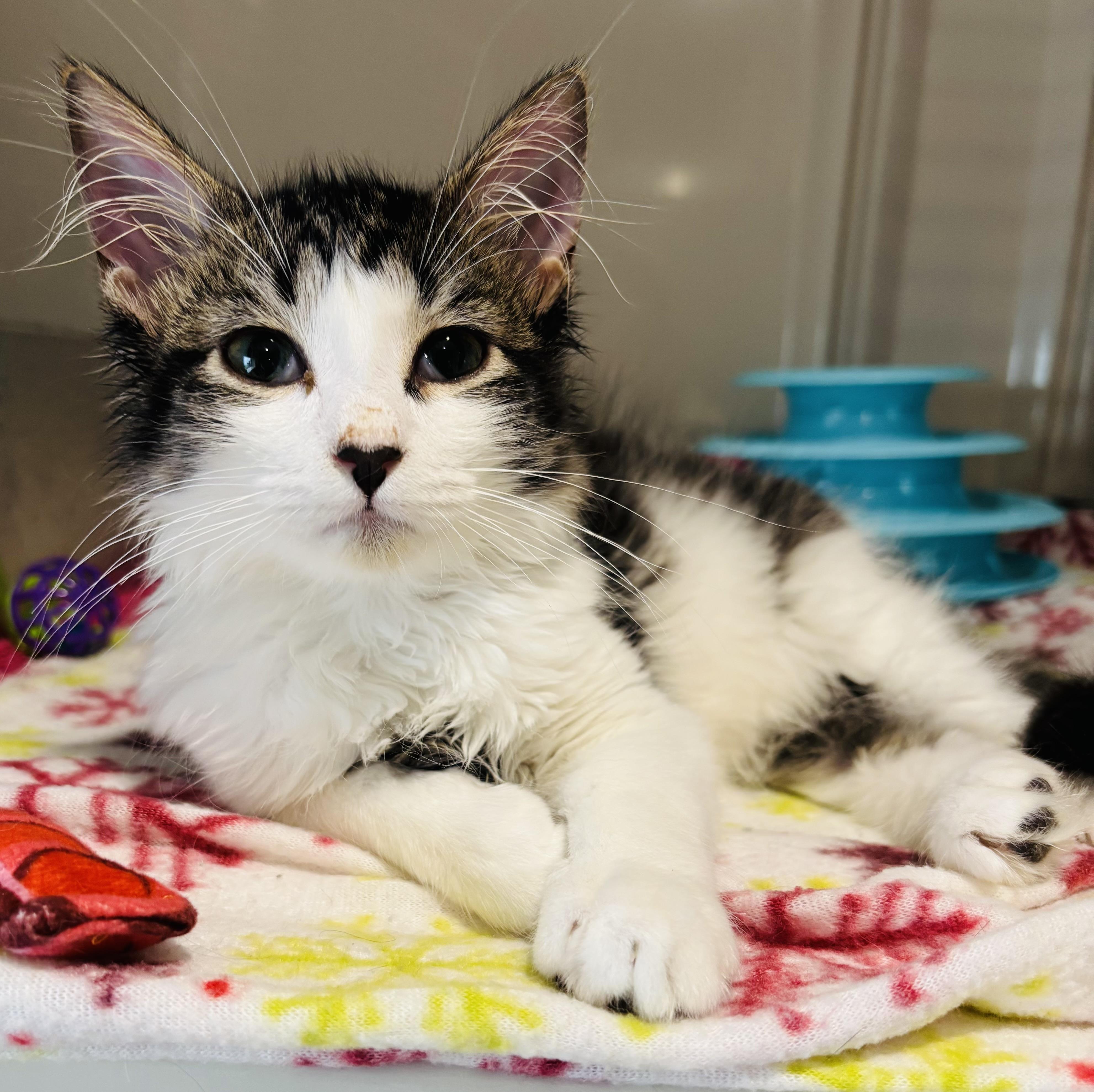 Heart, an adopted Domestic Short Hair in Rochester, NY image 2/4