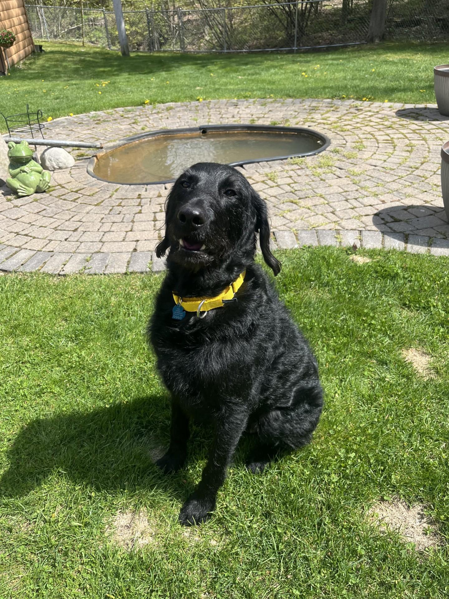 Enlarge Colt, a Adoptable Labradoodle in Farwell, MI image 1/5