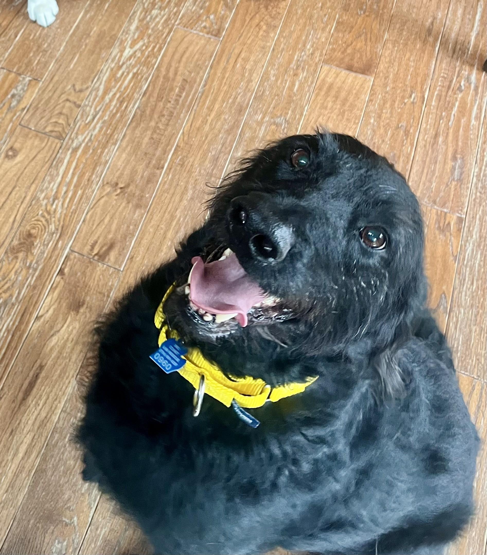 Enlarge Colt, a Adoptable Labradoodle in Farwell, MI image 2/5