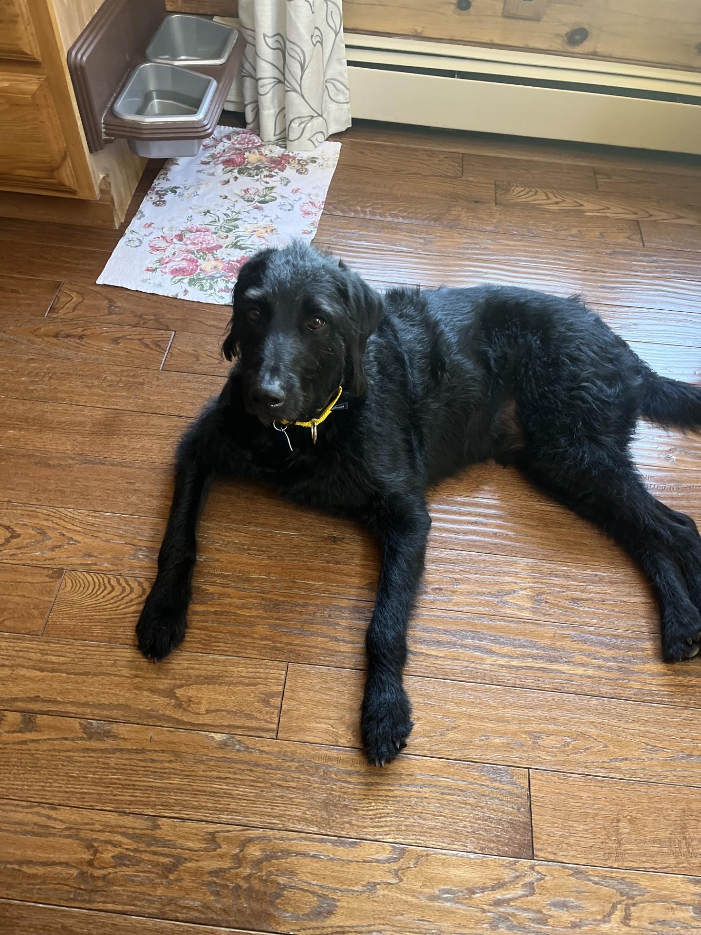 Enlarge Colt, a Adoptable Labradoodle in Farwell, MI image 4/5