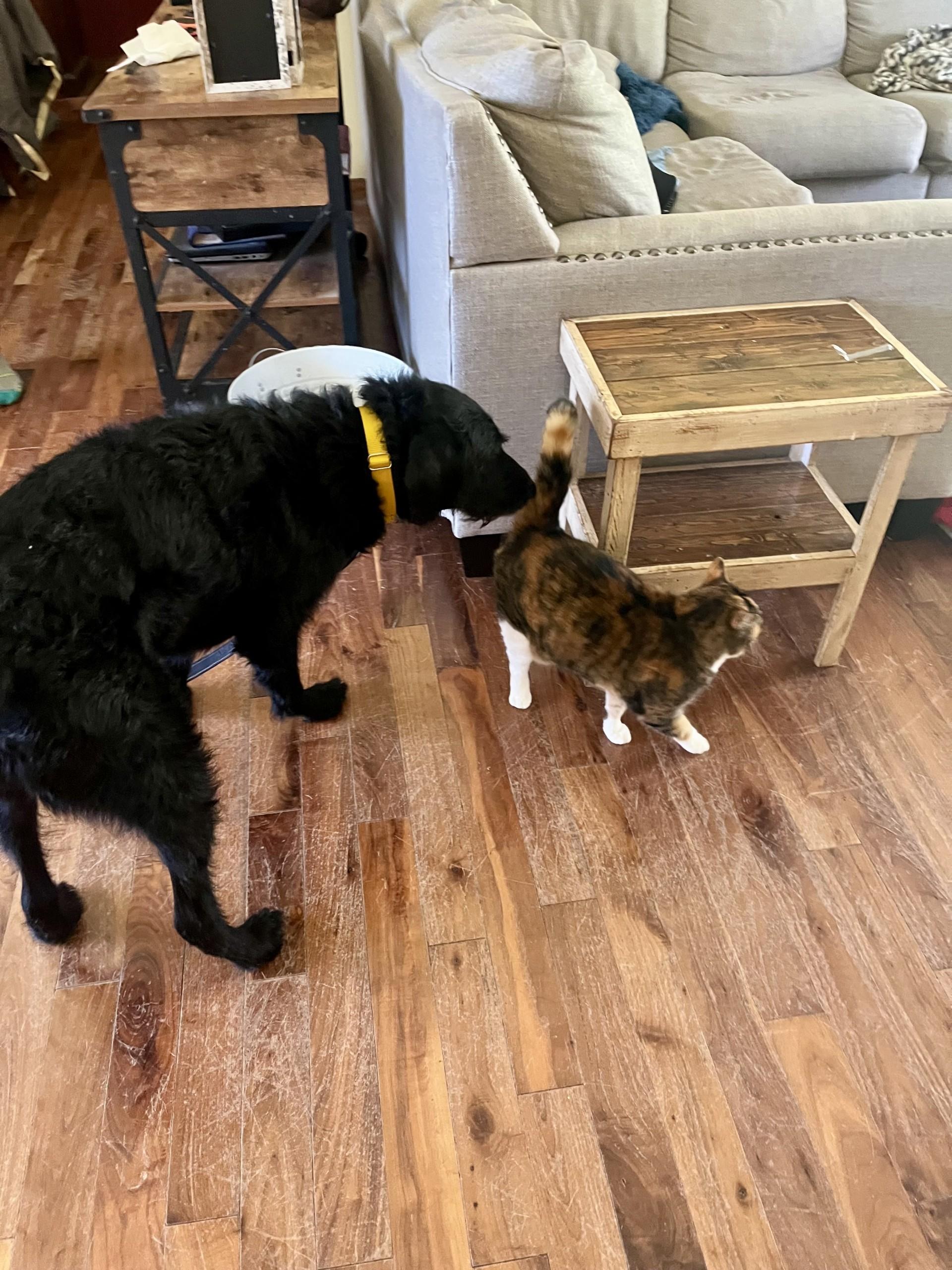 Enlarge Colt, a Adoptable Labradoodle in Farwell, MI image 3/5