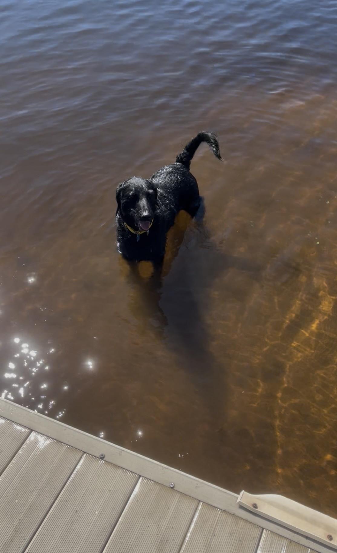 Enlarge Colt, a Adoptable Labradoodle in Farwell, MI image 5/5