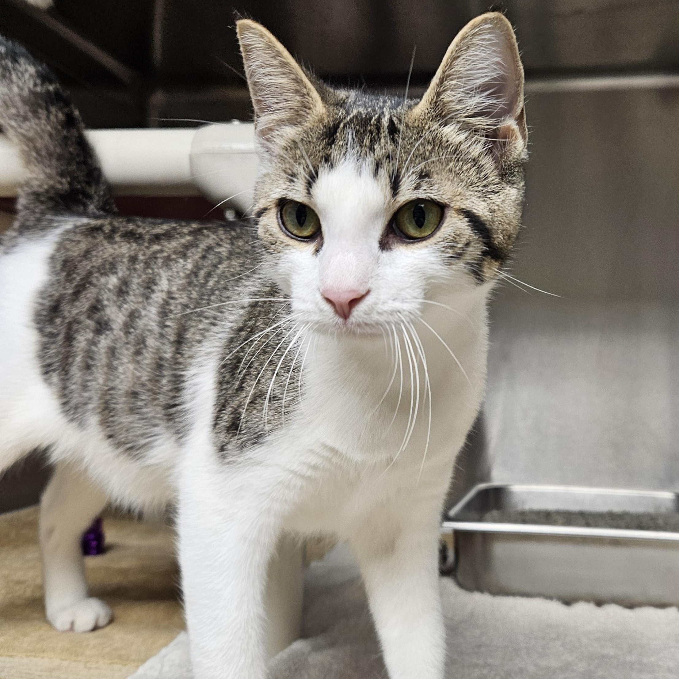 McCoy, ADOPTABLE, Young Male Tiger.