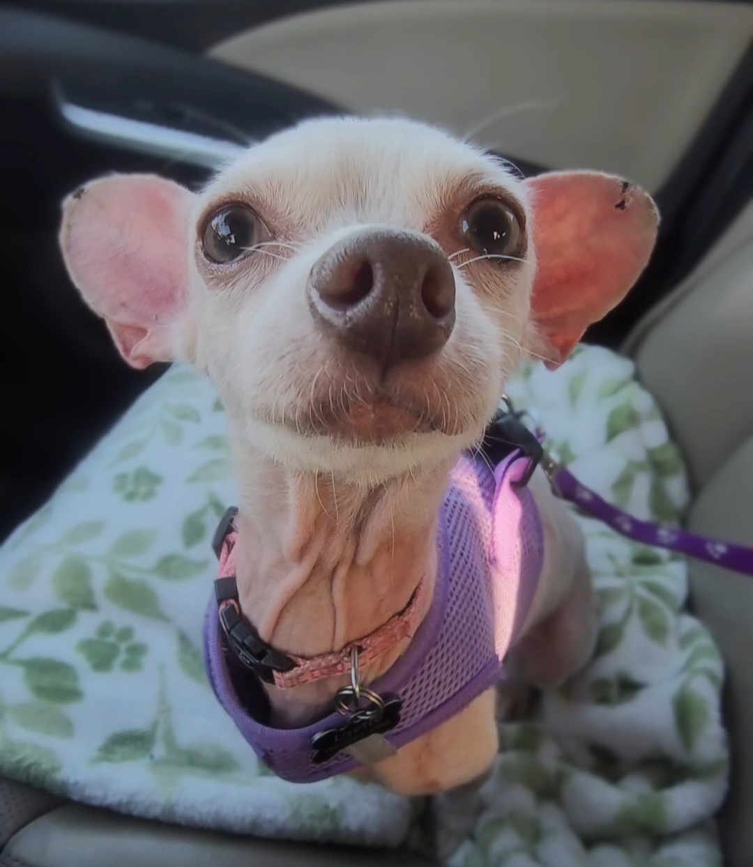 Pinky, Adoptable, Senior Female Chihuahua & Terrier.