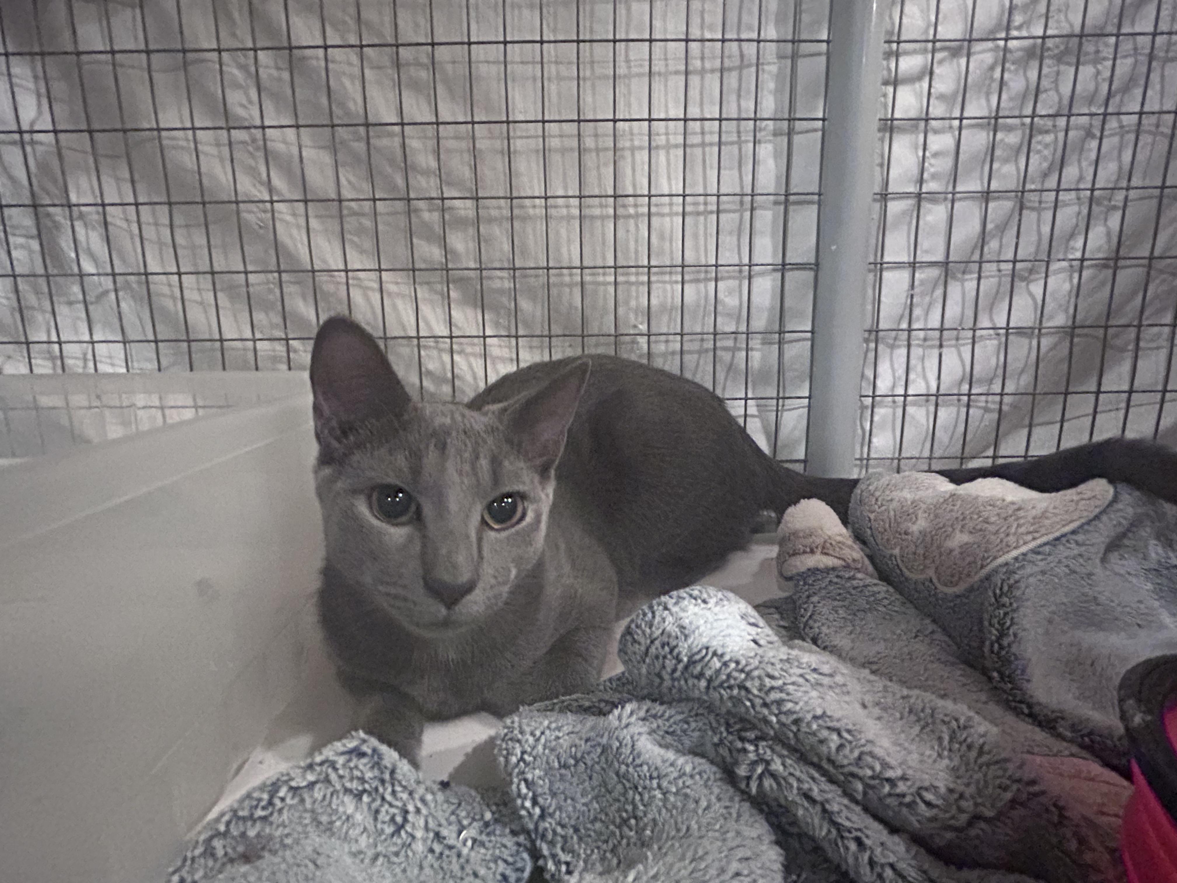 Enlarge Rip Current, a Adoptable Domestic Short Hair in Palisades Park, NJ image 1/3