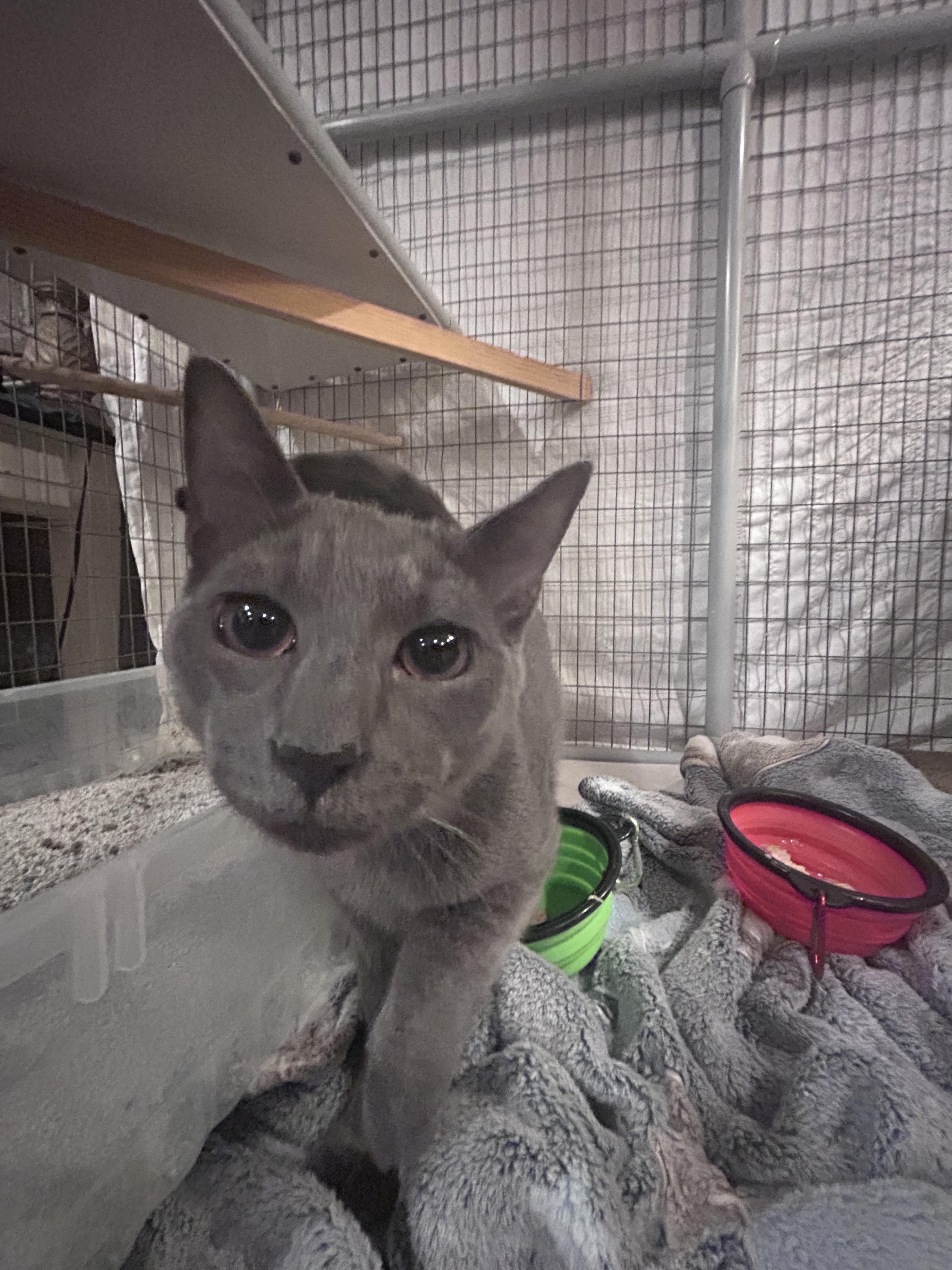 Enlarge Rip Current, a Adoptable Domestic Short Hair in Palisades Park, NJ image 2/3