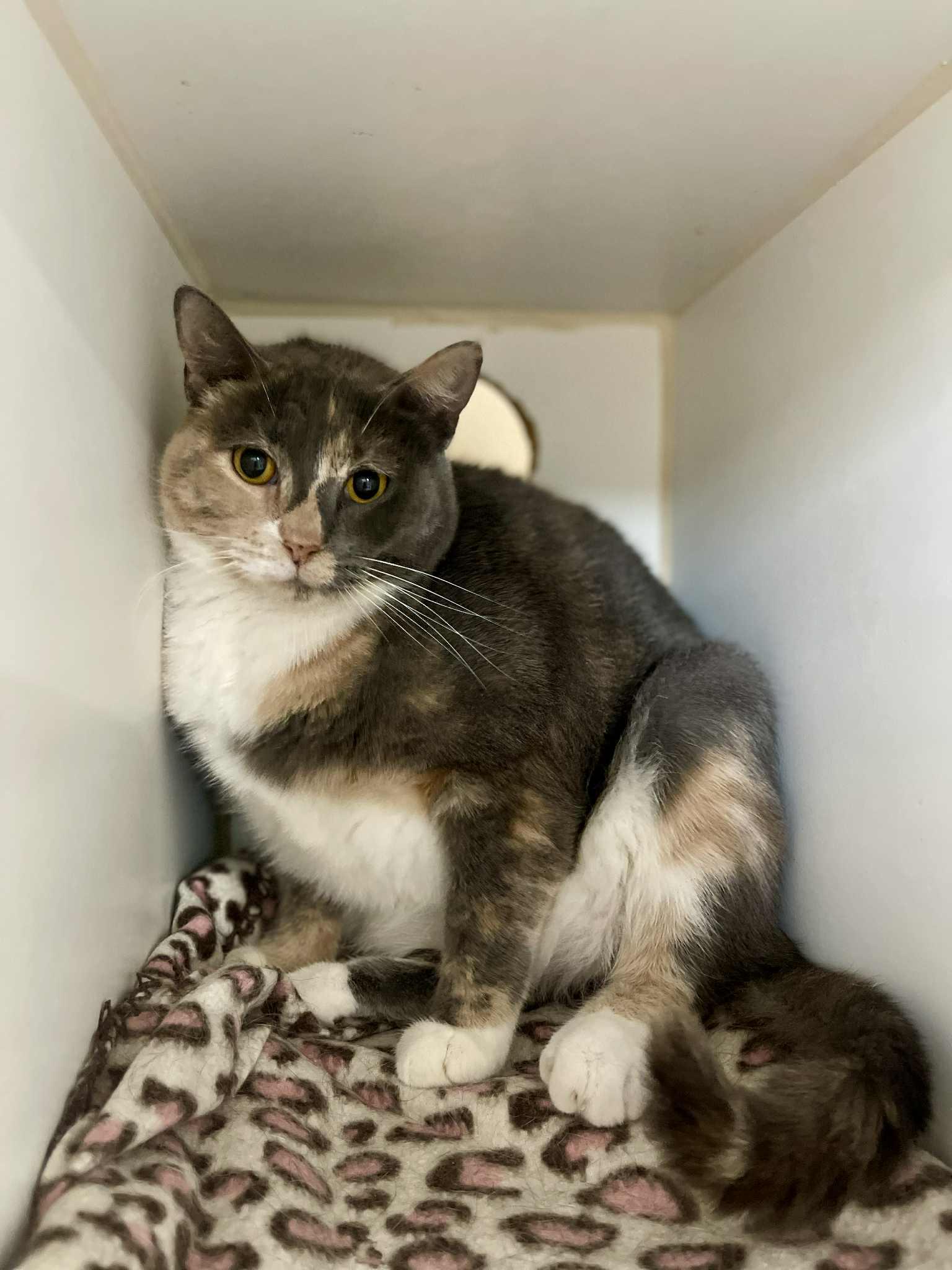 Enlarge Layla, a Adoptable Domestic Short Hair in El Centro, CA image 1/3