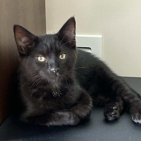 THE CRACROFT LITTER: ACE & SPIRIT, an adoptable Domestic Short Hair in Campbell River, BC, V9W 5A7 | Photo Image 4