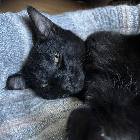 THE CRACROFT LITTER: ACE & SPIRIT, an adoptable Domestic Short Hair in Campbell River, BC, V9W 5A7 | Photo Image 3