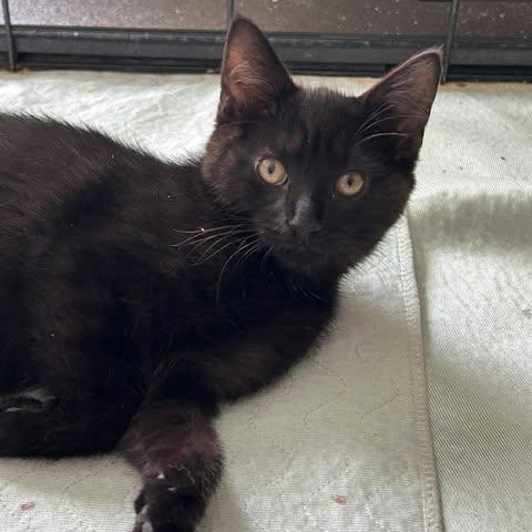 THE CRACROFT LITTER: ACE & SPIRIT, an adoptable Domestic Short Hair in Campbell River, BC, V9W 5A7 | Photo Image 5