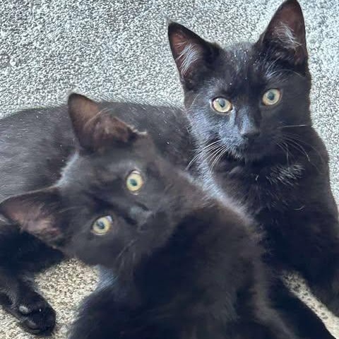 THE CRACROFT LITTER: ACE & SPIRIT, an adoptable Domestic Short Hair in Campbell River, BC, V9W 5A7 | Photo Image 1