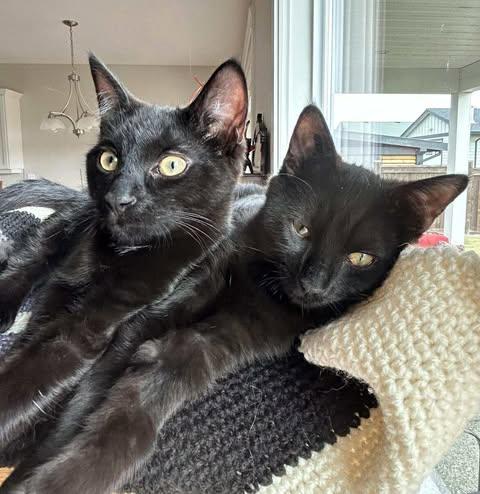 THE CRACROFT LITTER: ACE & SPIRIT, an adoptable Domestic Short Hair in Campbell River, BC, V9W 5A7 | Photo Image 6
