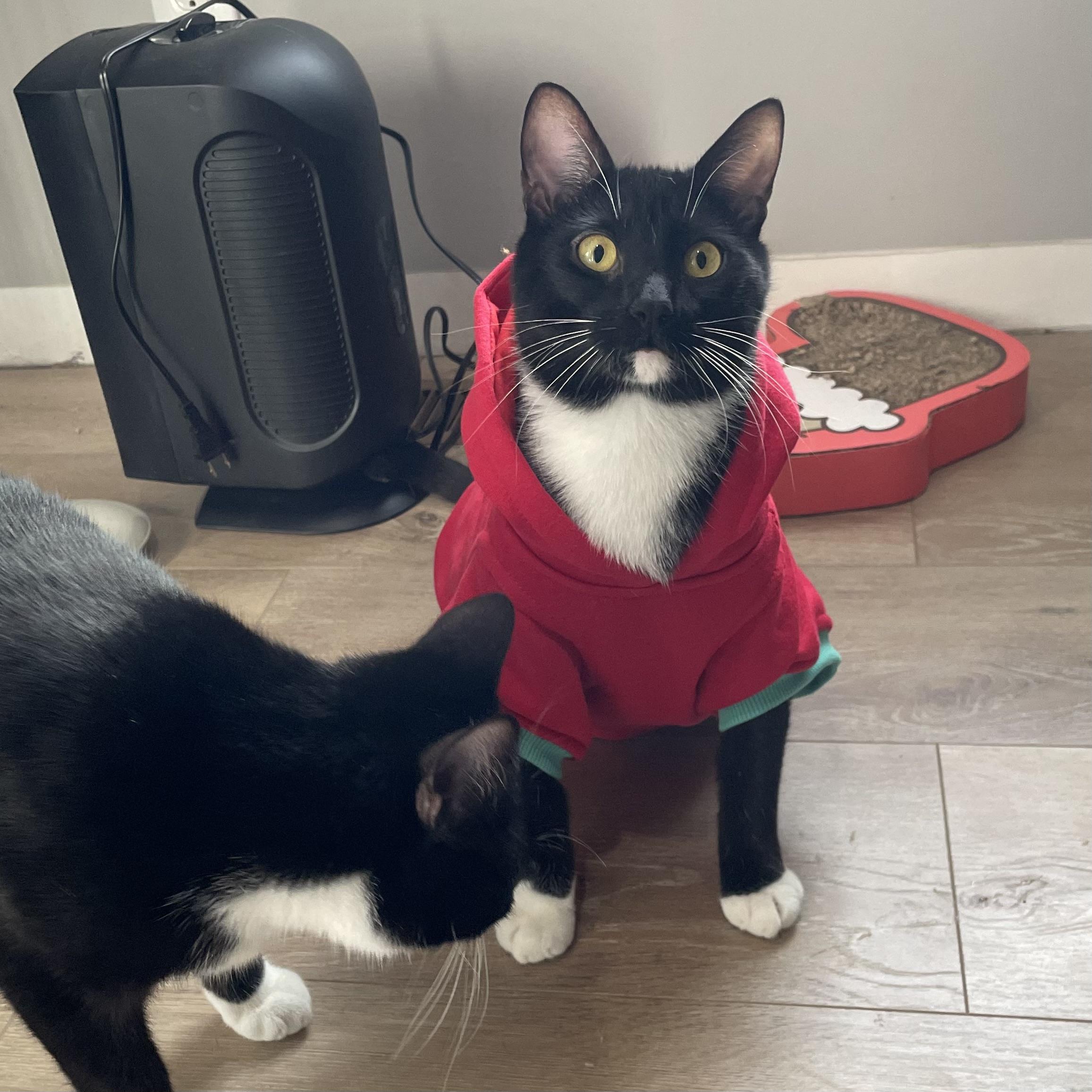 Enlarge Jake and Elwood, a Adopted Domestic Short Hair in Douglas, MA image 6/6