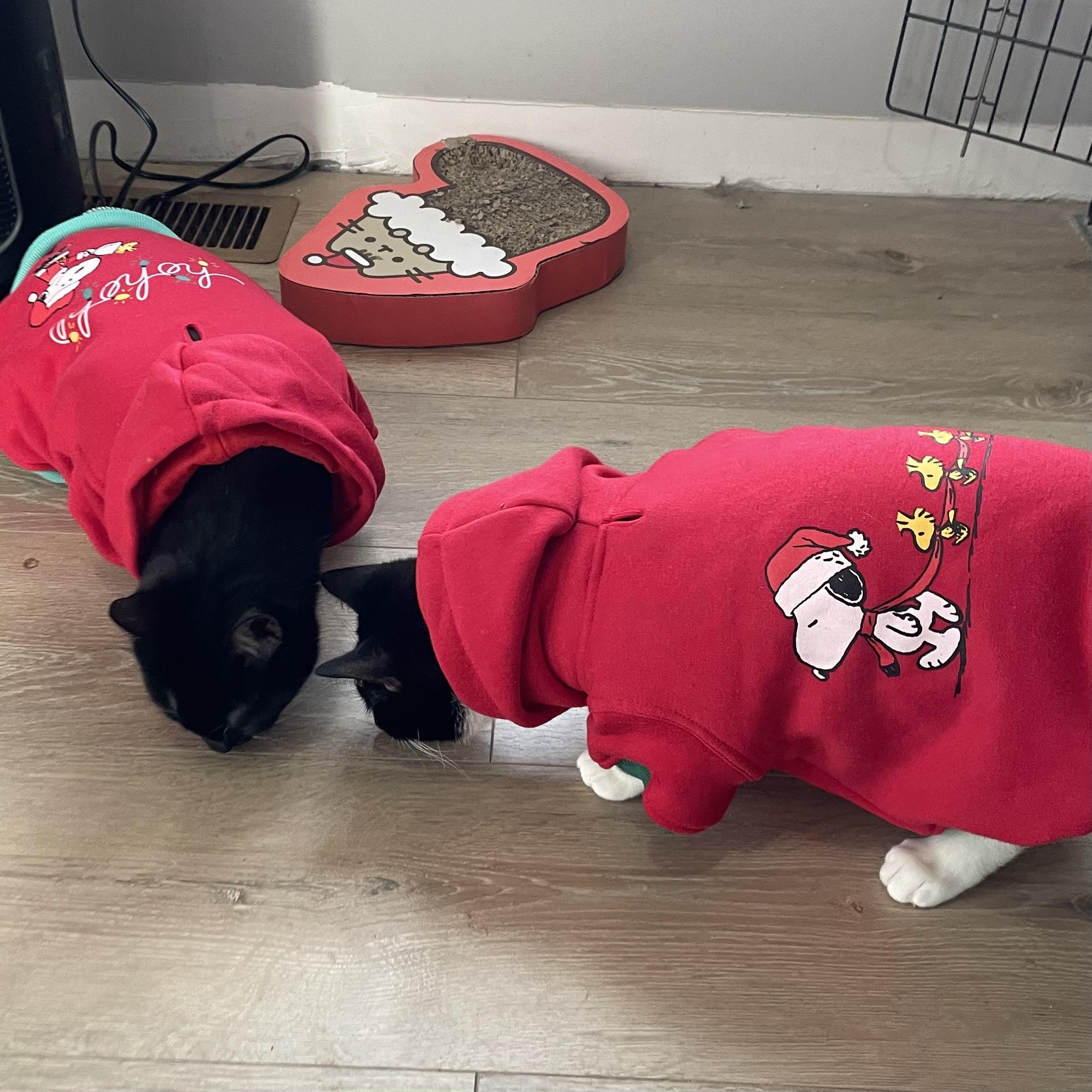 Enlarge Jake and Elwood, a Adopted Domestic Short Hair in Douglas, MA image 4/6