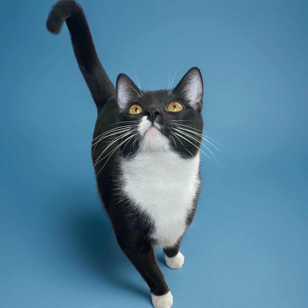 Enlarge Jake and Elwood, a Adopted Domestic Short Hair in Douglas, MA image 3/6