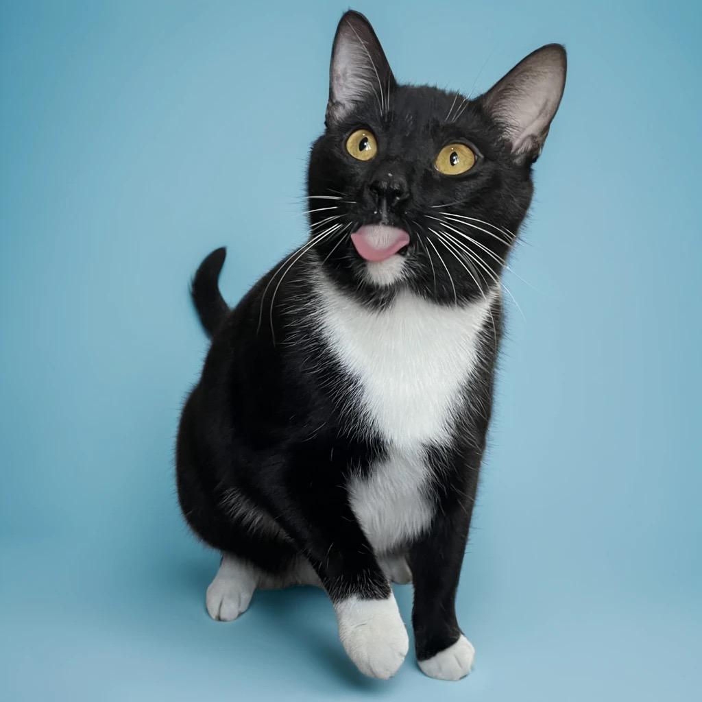 Enlarge Jake and Elwood, a Adopted Domestic Short Hair in Douglas, MA image 2/6