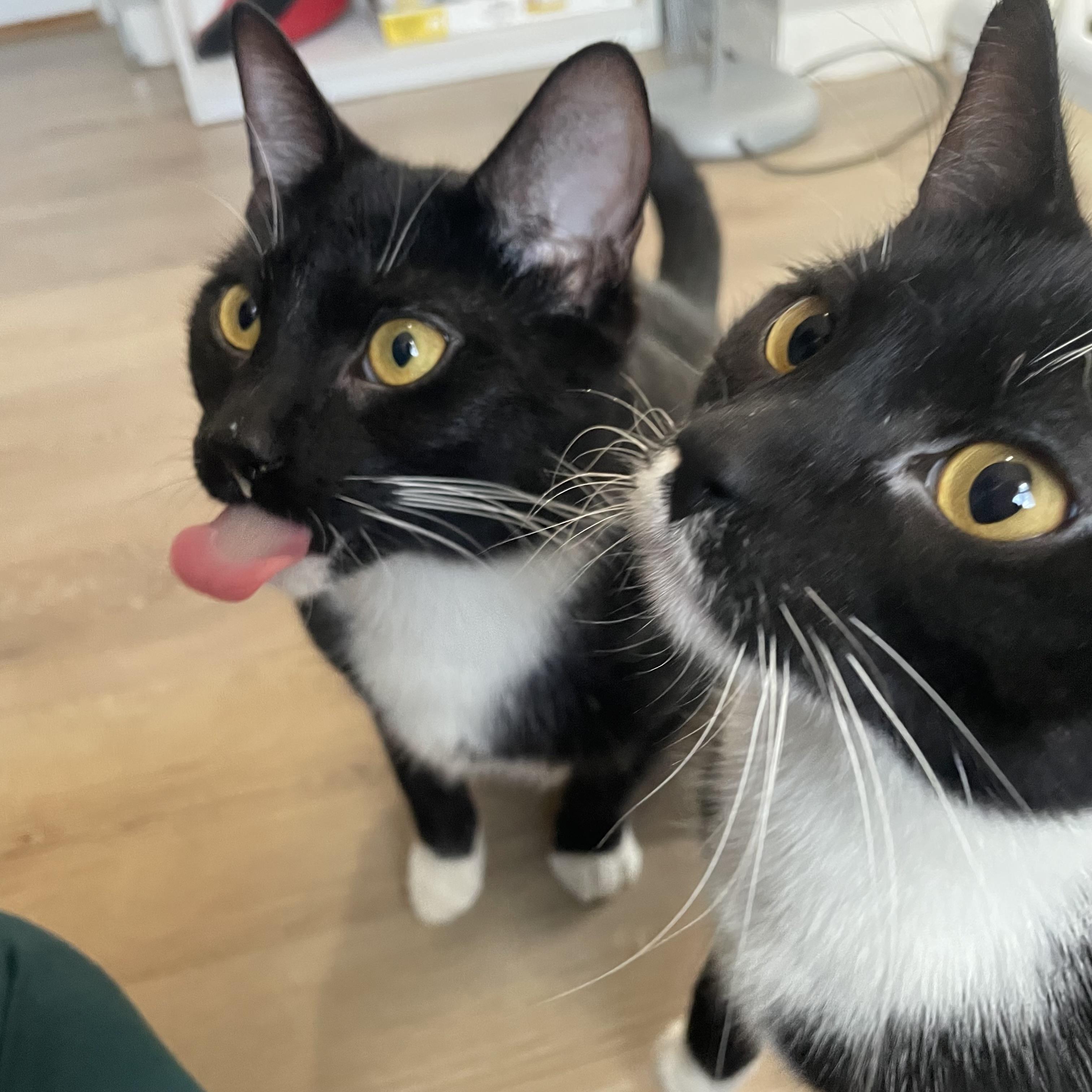 Enlarge Jake and Elwood, a Adopted Domestic Short Hair in Douglas, MA image 1/6