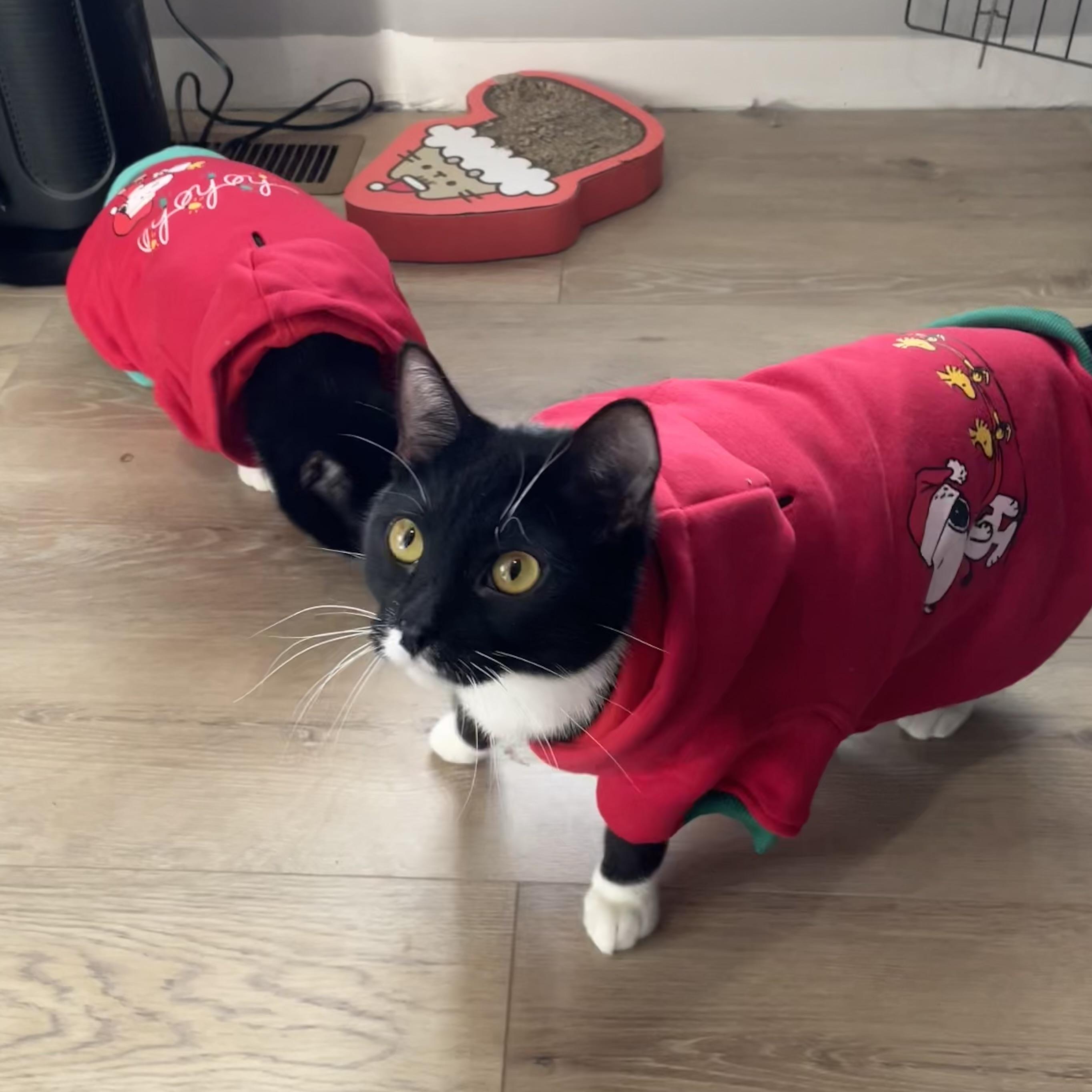 Enlarge Jake and Elwood, a Adopted Domestic Short Hair in Douglas, MA image 5/6