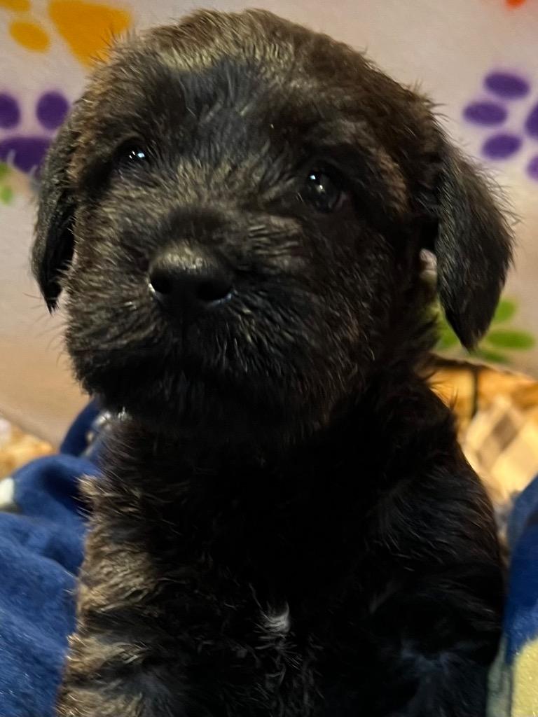 Rox, a Adoptable mixed breed in Little Rock, AR image 1/3