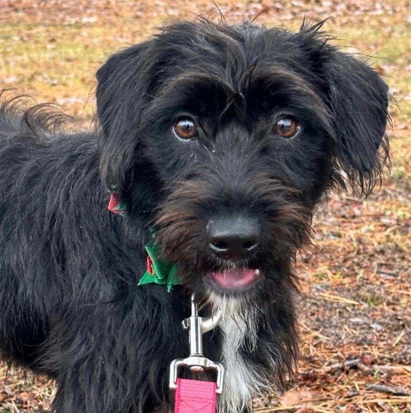 Rox, a Adoptable mixed breed in Little Rock, AR image 2/3