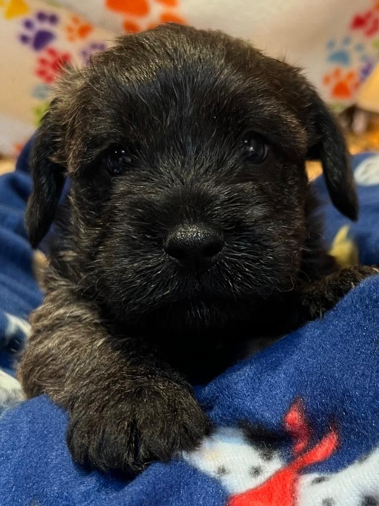 Rox, a Adoptable mixed breed in Little Rock, AR image 3/3