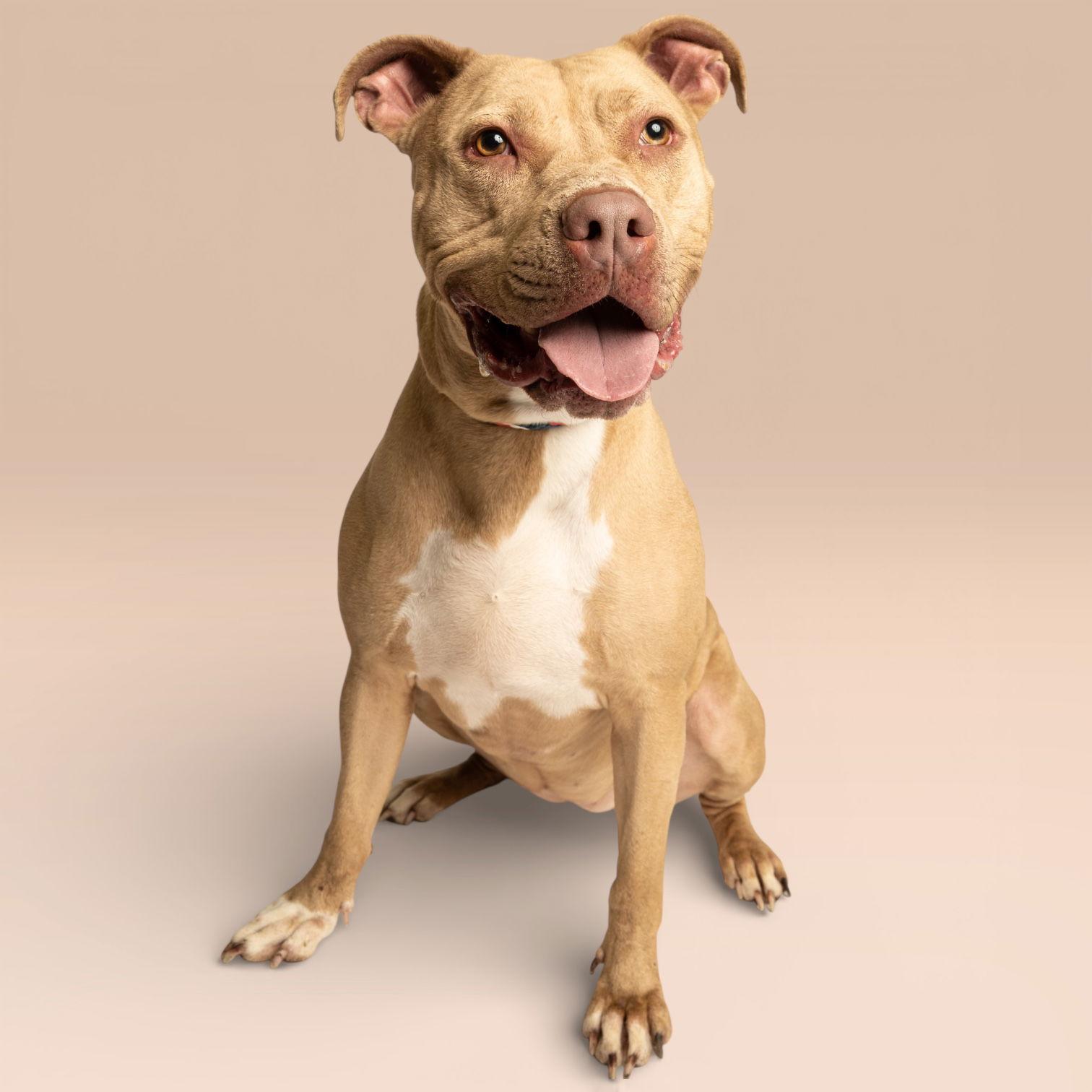 Enlarge Molassas, a Adoptable Pit Bull Terrier in Richardson, TX image 1/1