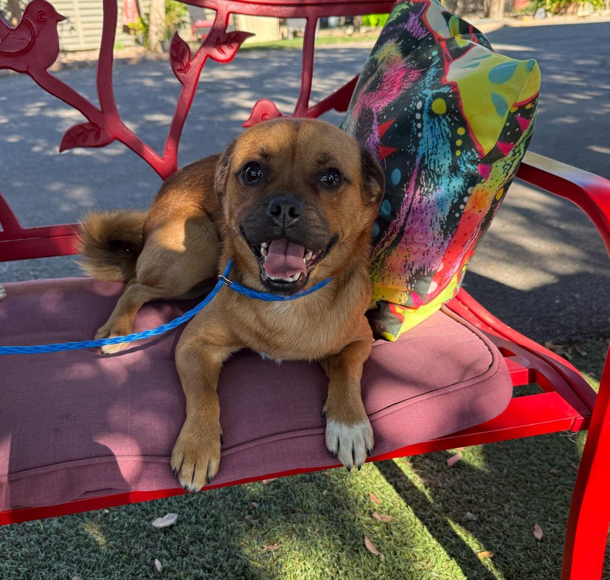 Carlos, a Adoptable mixed breed in Temecula, CA image 2/2