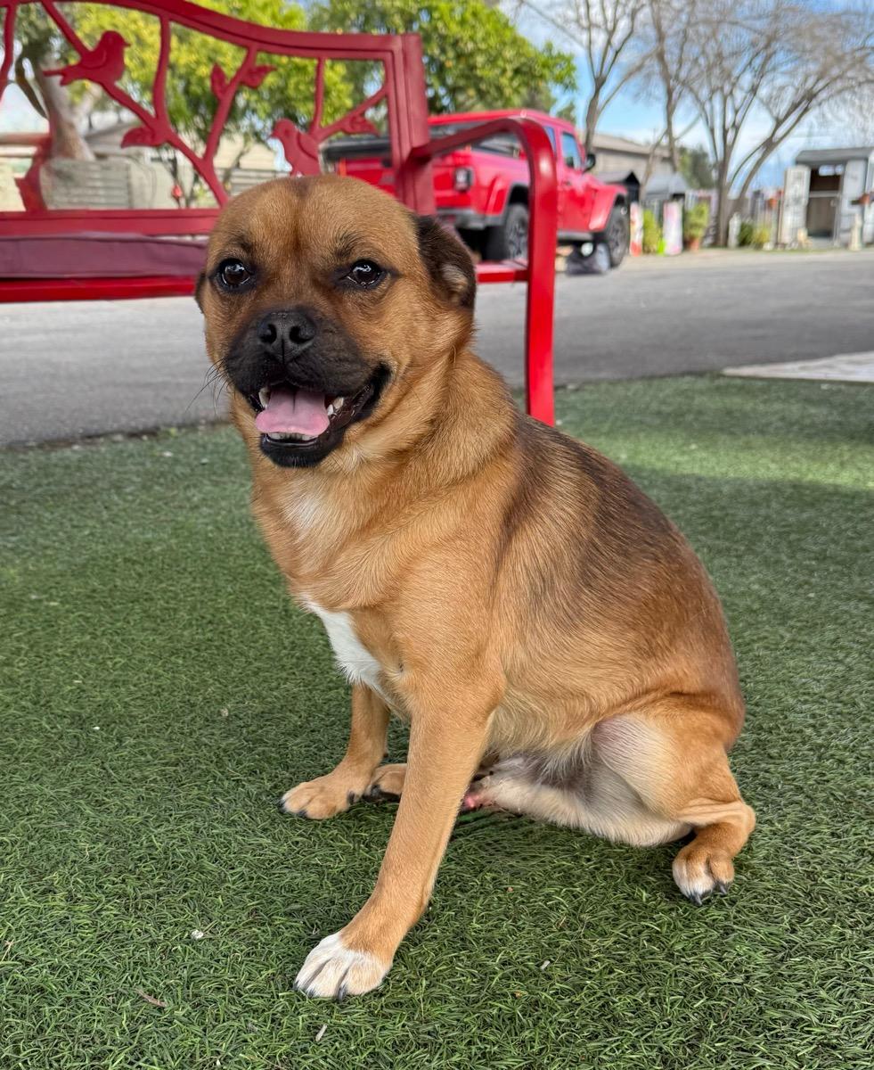Carlos, a Adoptable mixed breed in Temecula, CA image 1/2