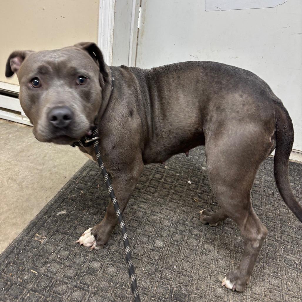 Enlarge Sissy PCFC-Stray-659, a Adoptable Pit Bull Terrier in Falmouth, KY image 1/1